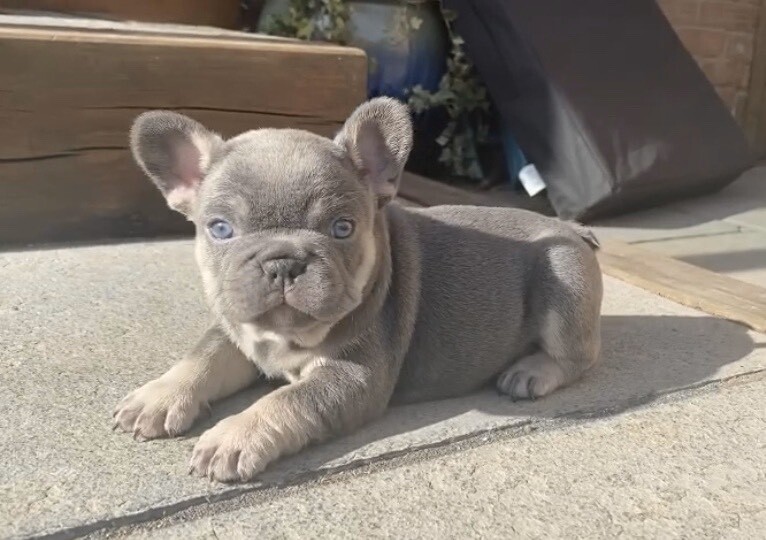 lilac and tan frenchie for sale